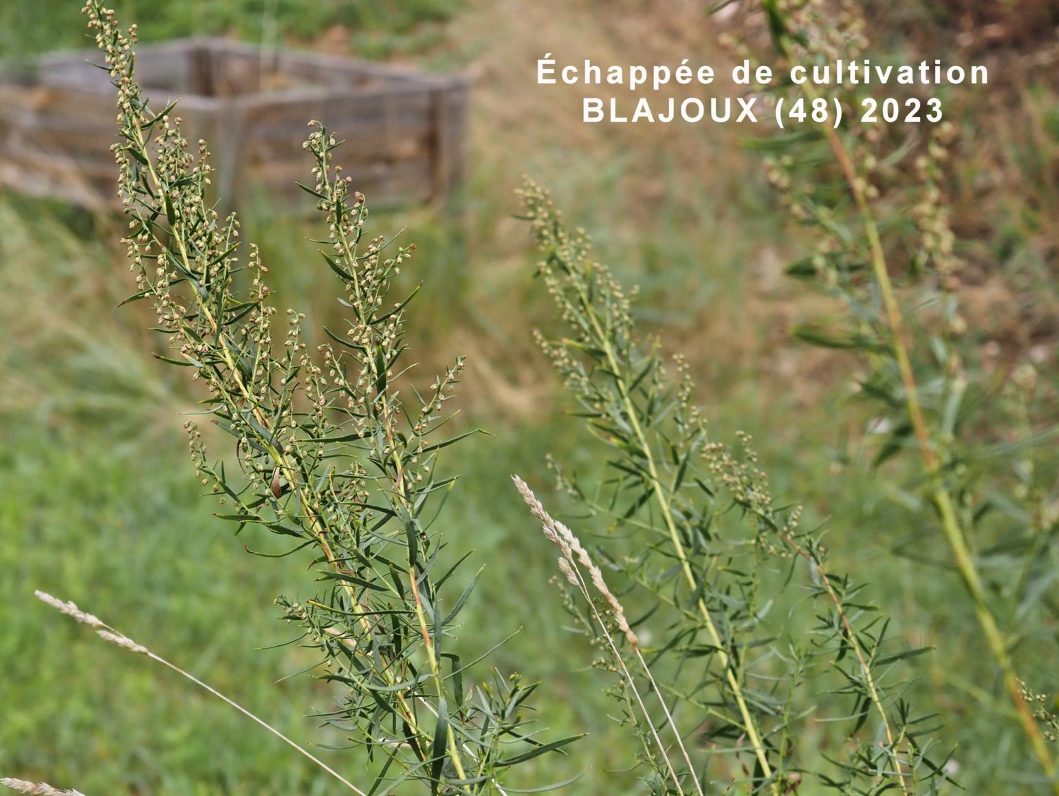 Tarragon